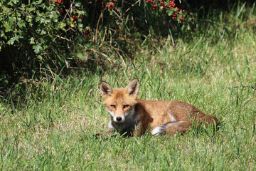 Fototapeta premium Rotfuchs / Red fox / Vulpes vulpes