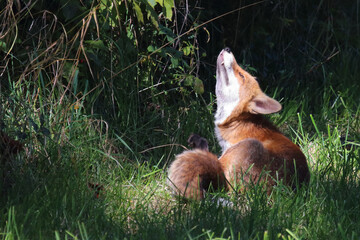 Fototapeta premium Rotfuchs / Red fox / Vulpes vulpes