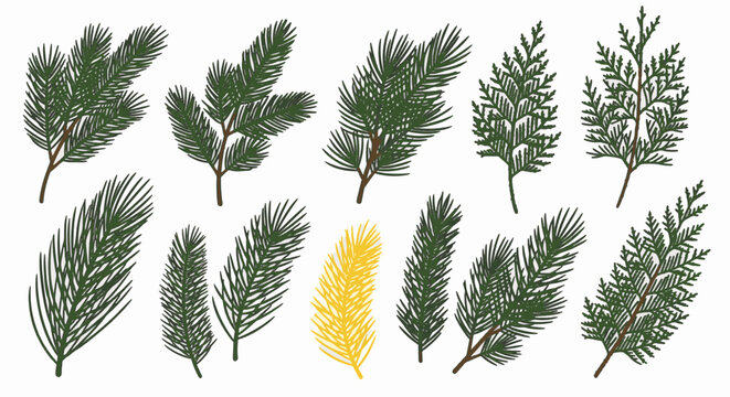Set of various conifer tree branches and leaves including pine needles, cedar twigs, and fir foliage isolated on a white background. Hand-drawn vector style evergreen botanical elements.