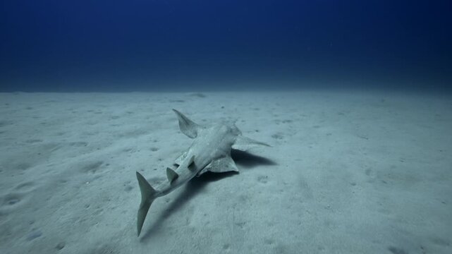 Angel Shark Swimming Above Sand Canary Islands Scuba Diving Atlantic Abyss