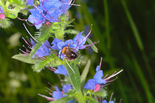 Long-horned bee (Eucera) on a viper's bugloss (Echium vulgare)