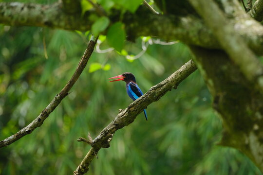 Endemic Indonesian Javan Kingfisher Halcyon cyanoventris