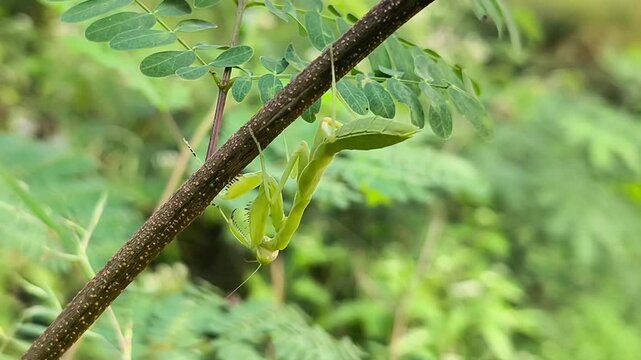 Green praying mantis (Hierodula sp.) hanging beneath tree branch, displaying camouflage within lush tropical forest vegetation naturally.