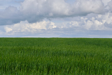 Obraz premium Endless green rye field waving under beautiful sky filled with heavy white and grey storm clouds.