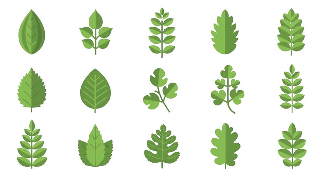 Set of 15 flat vector green leaf icons and plant symbols isolated on a white background. Includes various shapes such as serrated, compound, rounded, and lobed botanical illustrations.