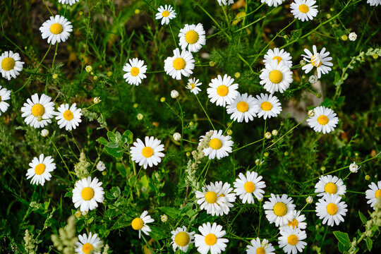 Dense field wild daisies and chamomiles growing with green leaves and grass, full shot nature.