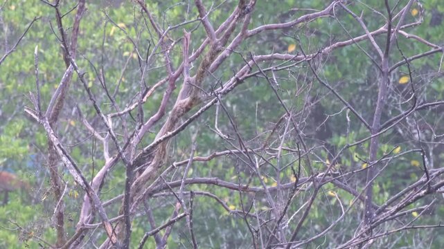 Northern Palawan Tree Squirrel Climbing, Hopping and Exploring Rain-Soaked Dead Tree with Tail Twitching, Palawan Philippines
