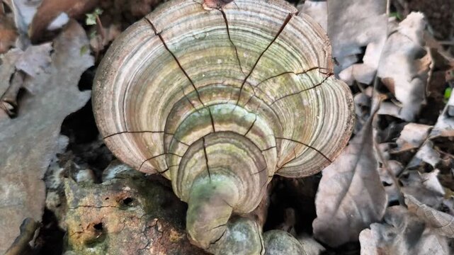 Closeup of cracked bracket fungus Ganoderma applanatum growing on decaying wood, displaying concentric textured natural patterns beautifully.