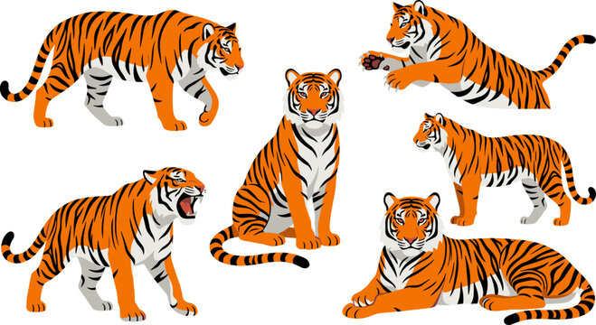 Bengali tiger vector character set with wild predator animals walking jumping roaring sitting standing and lying down isolated on white background.
