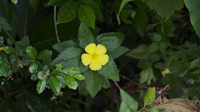 Beautiful yellow Turnera ulmifolia flower. Know as Cuban buttercup, yellow alder or bunga pukul delapan is swaying and surrounded by green leaves. Full HD slowmotion footage. Nature or floral concept