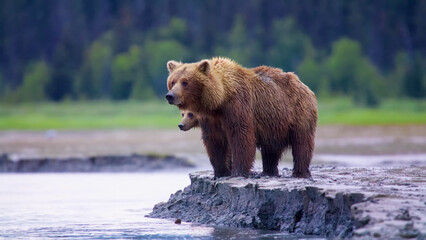 Brown Bear Mother and Cub Standing on Rocky Riverbank in Alaska, Coastal Grizzly Bear with Young Cub Sheltering Behind Her © Banu
