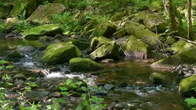 Rivi&egrave;re et rochers recouverts de mousses au milieu d'une for&ecirc;t des Vosges