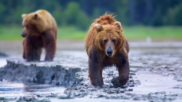 Coastal Brown Bears Walking Along Rocky Shoreline in Remote Coastal Alaska