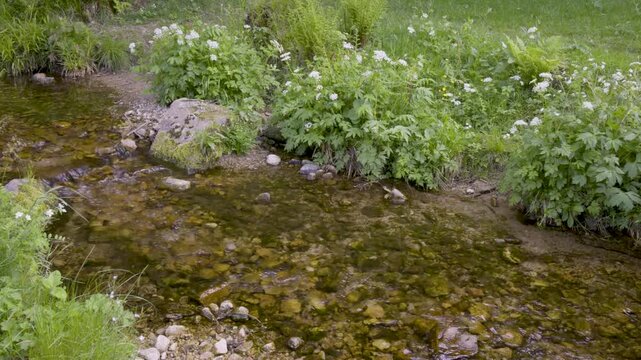 Petit ruisseau forestier dans la for&ecirc;t des Vosges