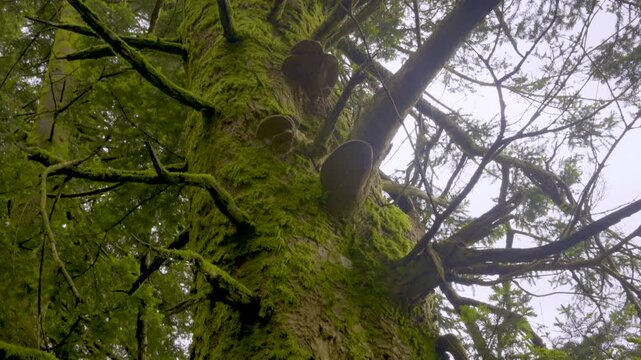 Tronc couvert de mousses et de champignons d'un conif&egrave;re dans la for&ecirc;t des Vosges
