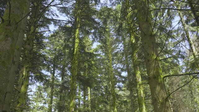 Sous bois et arbres conif&egrave;res dans la for&ecirc;t vosgienne