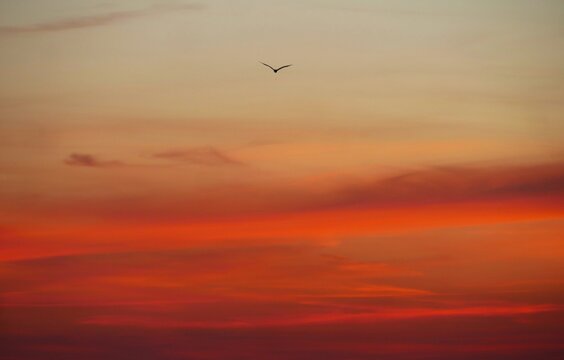 Bird flaying in sunset above the burning colorful sky with clouds, birds flaying peaceful background