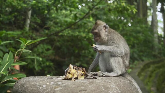 Cute calm monkeys are enjoying eat banana and sit on the big stone in the forest. Natural setting. 4K horizontal footage. Animal, wildlife and nature concept