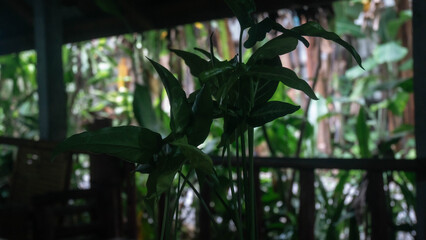 Dark tropical leaves silhouette framing lush garden view © Fino