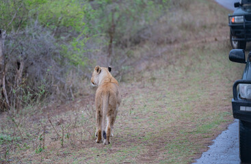Afrikanische Tiere Löwin oder Löwe im Busch vom Krüger National Park - Kruger Nationalpark Südafrika © Mathis