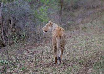 Afrikanische Tiere Löwin oder Löwe im Busch vom Krüger National Park - Kruger Nationalpark Südafrika © Mathis