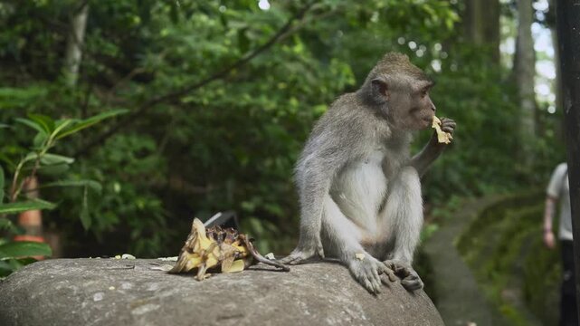 Cute calm monkeys are enjoying eat banana and sit on the big stone in the forest. Natural setting. 4K horizontal footage. Animal, wildlife and nature concept