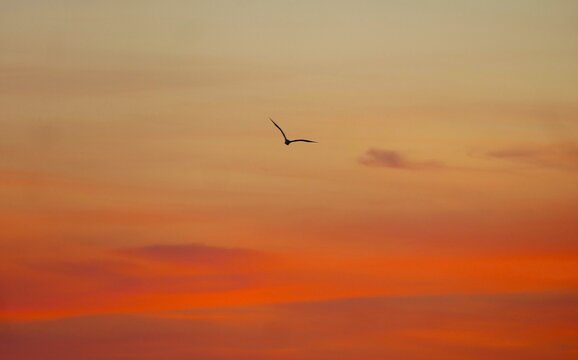 Bird flaying in sunset above the burning colorful sky with clouds, birds flaying peaceful background
