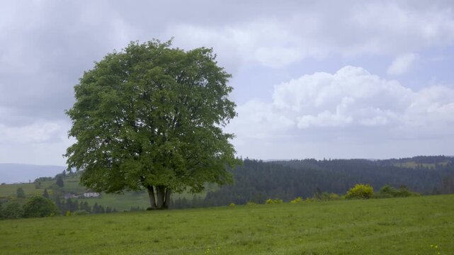 Arbre solitaire au milieu d'une prairie d'altitude dans les Vosges - Haut du t&ocirc;t