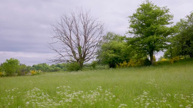 Prairie de montagne dans les Vosges