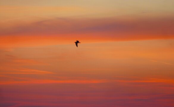 Bird flaying in sunset above the burning colorful sky with clouds, birds flaying peaceful background