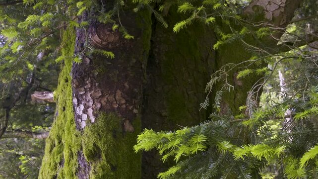 D&eacute;tail d'un &eacute;pic&eacute;a dans la for&ecirc;t vosgienne