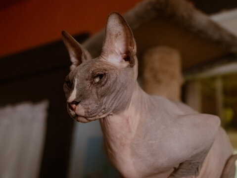 Side profile portrait of a Sphynx cat indoors