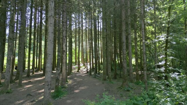 drone avan&ccedil;ant au mileu d'une for&ecirc;t de troncs serr&eacute;s de connif&egrave;res dans les Vosges