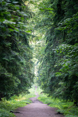 Naklejka premium Empty dirt pathway surrounded by spruce trees and lush greenery on sides lies through wild forest in countryside, soil path along summer woodlands, trees and grass covering sides of roadway
