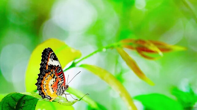 Beautiful leopard lacewing butterfly resting on a wet green leaf during a gentle mist. Colorful vibrant insect in a lush rainforest environment with bokeh.