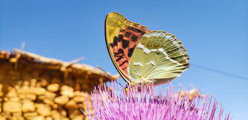 Macro photography of a cardinal butterfly Argynnis pandora on a purple thistle flower © mawahibetilouguite