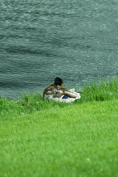 Duck sitting on grass beside a river. Creating a calm and naturale atmosphere.