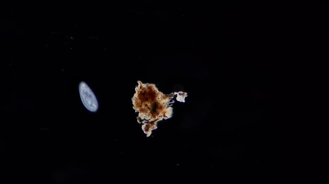 Microscopic view of ciliate protist swimming near organic debris, darkfield microscopy 
