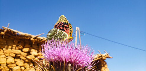 Macro shot of a cardinal butterfly Argynnis pandora with closed wings on a purple thistle flower © mawahibetilouguite