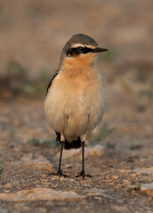Fototapeta premium Portrait of a Northern Wheatear on ground at Saar, Bahrain