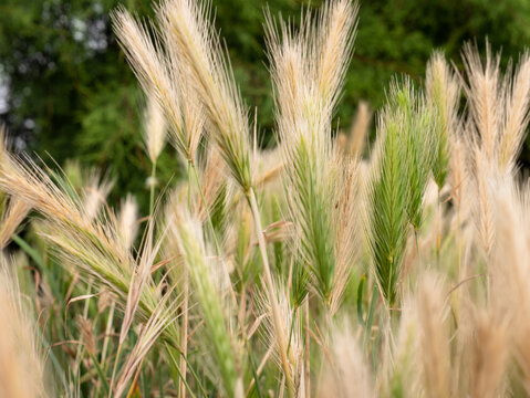 Hordeum murinum wild grass seed heads glowing in summer sunlight