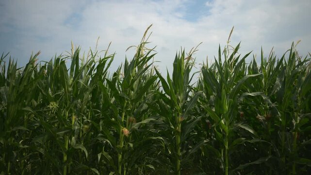 A lush cornfield under a partly cloudy sky with tall green stalks and developing ears, conveying rural agriculture, summer growth, harvest potential and natural landscape serenity. 4K.