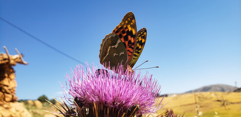 Macro photography of a cardinal butterfly Argynnis pandora on a vibrant purple thistle flower © mawahibetilouguite