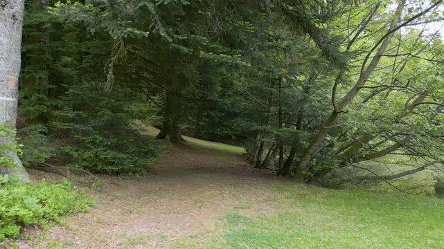 For&ecirc;t vosgienne pr&egrave;s d'un &eacute;tang