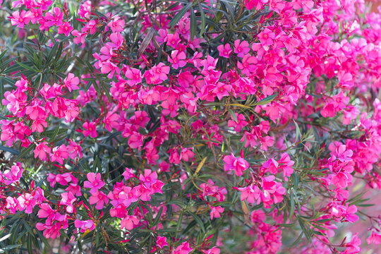 Laurier rose en floraison.