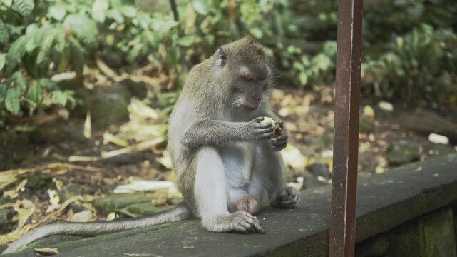 Cute calm monkeys are enjoying eat corns in the forest. Natural setting. 4K horizontal footage. Animal, wildlife and nature concept