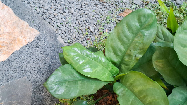 Lush aglaonema foliage plant growing beautifully next to stone walkway and gravel garden paving