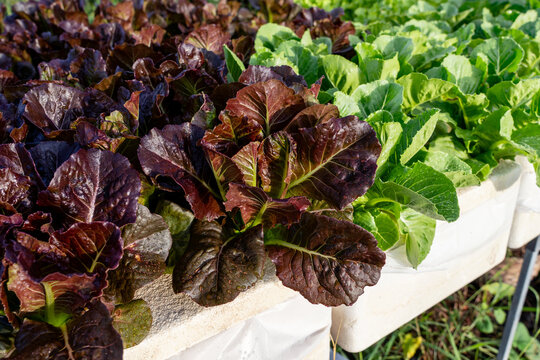 Healthy organic vegetables agriculture garden in a backyard. Fresh red and green cos lettuce growing in a hydroponic farm system Deep Water Culture - DWC farm under warm evening sunlight.
