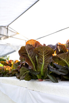 Home vegetable garden in a backyard farm. Fresh red cos and oak lettuce growing in a hydroponic system Deep Water Culture - DWC farm under warm evening sunlight.