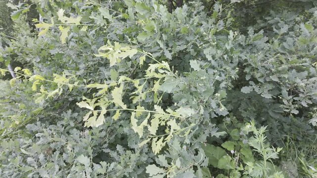 Oak tree branches sway gently in the wind. Light green leaves stand out against the dense foliage.